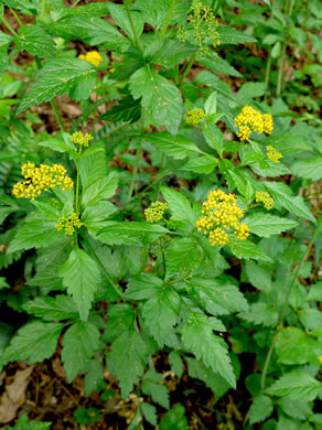 image of Thaspium barbinode, Hairy-jointed Meadow-parsnip