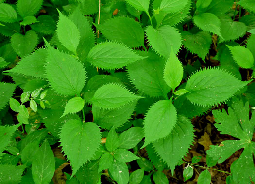 image of Solidago flexicaulis, Zigzag Goldenrod, Broadleaf Goldenrod