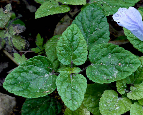 image of Meehania cordata, Meehania, Meehan's Mint