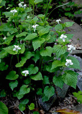 image of Viola striata, Pale Violet, Creamy Violet, Striped Cream Violet