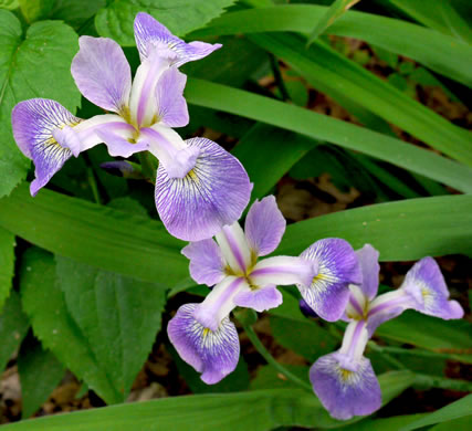 image of Iris shrevei, Shreve's iris, Shreve's Blue Flag iris