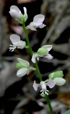 image of Polygala polygama, Racemed Milkwort, Bitter Milkwort