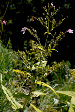 image of Penstemon smallii, Small's Beardtongue, Blue Ridge Beardtongue