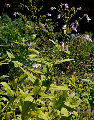 image of Penstemon smallii, Small's Beardtongue, Blue Ridge Beardtongue