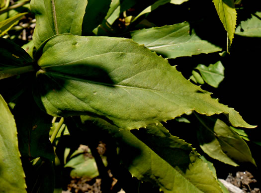 image of Penstemon digitalis, Foxglove Beardtongue, Tall White Beardtongue, Smooth Beardtongue