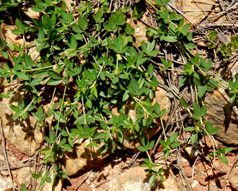 image of Stylosanthes biflora, Pencil-flower, Sidebeak Pencil-flower