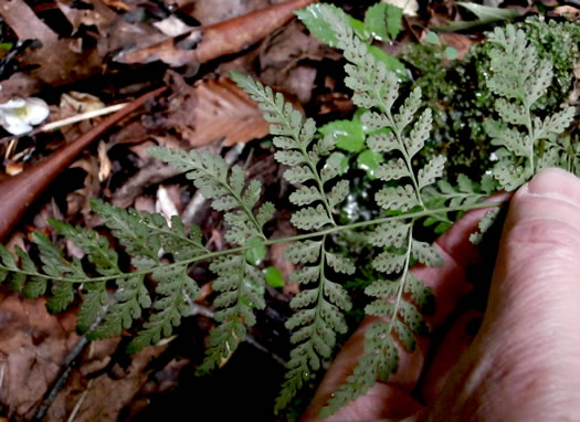 image of Cystopteris tenuis, Mackay's Bladder Fern, Mackay's Fragile Fern, Upland Bladder Fern