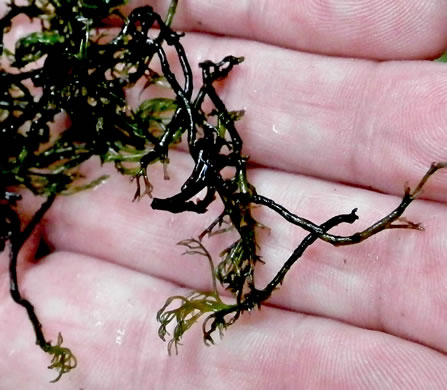 image of Podostemum ceratophyllum, Riverweed, Threadfoot, Riffleweed