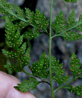 image of Cystopteris tenuis, Mackay's Bladder Fern, Mackay's Fragile Fern, Upland Bladder Fern