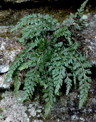 image of Asplenium montanum, Mountain Spleenwort