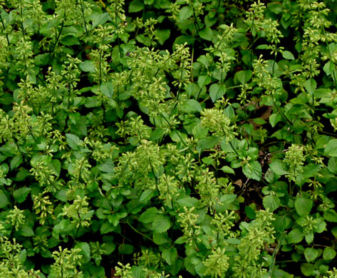 image of Clinopodium gracile, Slender Wild Basil, Slender Calamint