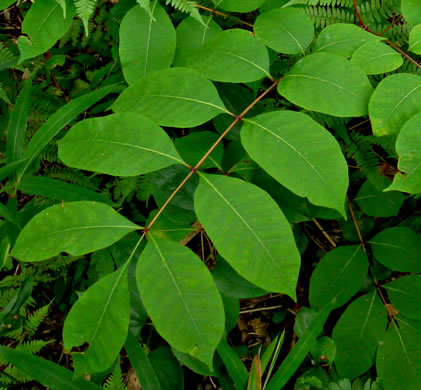 Toxicodendron vernix, Poison Sumac, Thunderwood