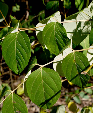 image of Aralia spinosa, Devil's Walkingstick, Hercules-club, Prickly Aralia, Prickly-ash