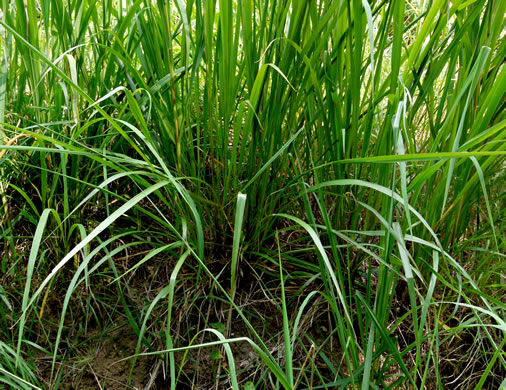 image of Tripsacum dactyloides var. dactyloides, Gama Grass, Eastern Gamagrass