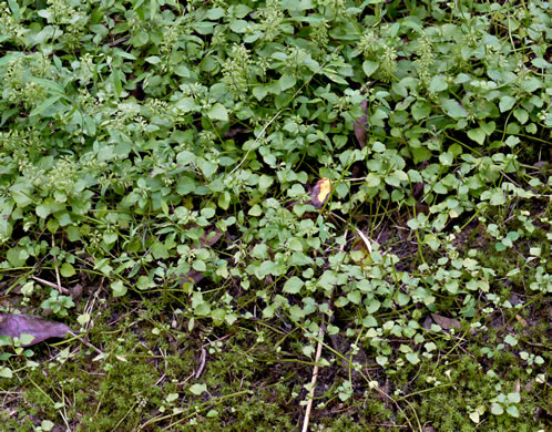 image of Clinopodium gracile, Slender Wild Basil, Slender Calamint