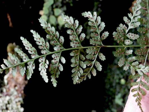 image of Cystopteris tenuis, Mackay's Bladder Fern, Mackay's Fragile Fern, Upland Bladder Fern