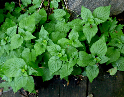 image of Viola striata, Pale Violet, Creamy Violet, Striped Cream Violet