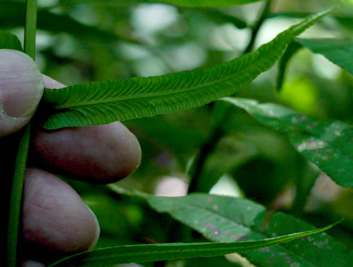 image of Diplaziopsis pycnocarpa, Glade Fern