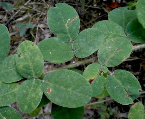 Lespedeza hirta +, Hairy Bush-clover, Hairy Lespedeza, Silvery Lespedeza