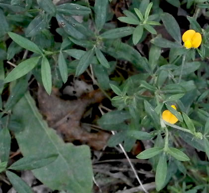 image of Stylosanthes biflora, Pencil-flower, Sidebeak Pencil-flower