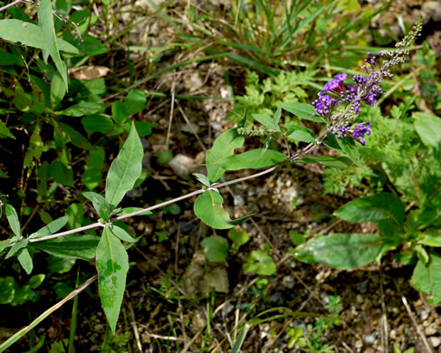 image of Buddleja davidii, Orange-eye Butterflybush, Summer-lilac