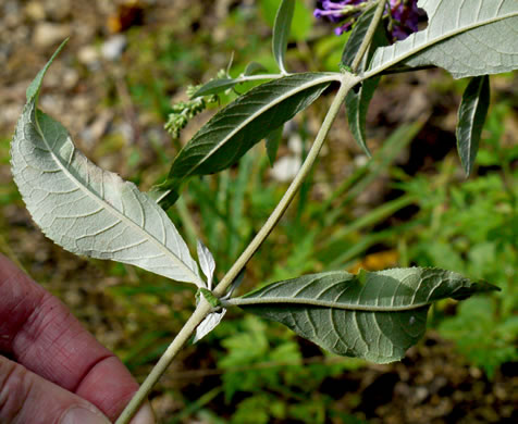 image of Buddleja davidii, Orange-eye Butterflybush, Summer-lilac