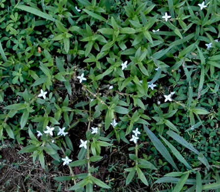 image of Diodia virginiana, Virginia Buttonweed, Large Buttonweed