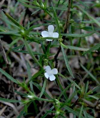 image of Polypremum procumbens, Juniperleaf, Polypremum, Rustweed