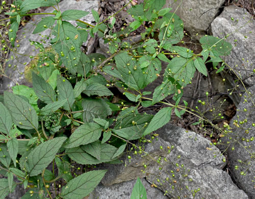 image of Scrophularia marilandica, Eastern Figwort, Carpenter's Square, Late Figwort