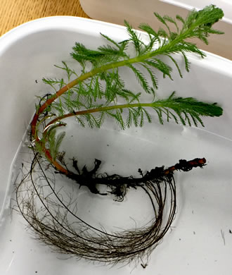 image of Myriophyllum aquaticum, Parrot-feather