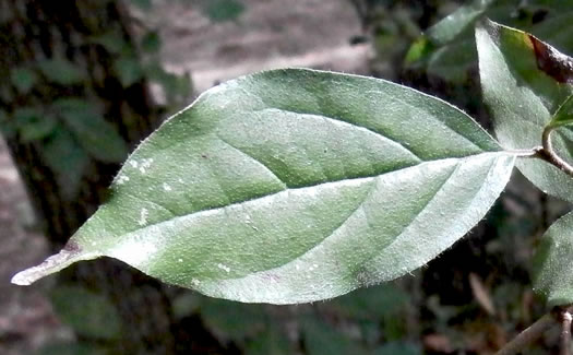 Eastern Roughleaf Dogwood