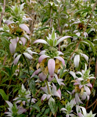 image of Monarda punctata var. punctata, Eastern Horsemint, Spotted Beebalm