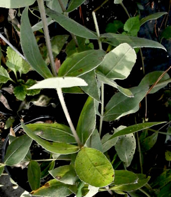 image of Helianthus mollis, Downy Sunflower, Ashy Sunflower, Gray Sunflower