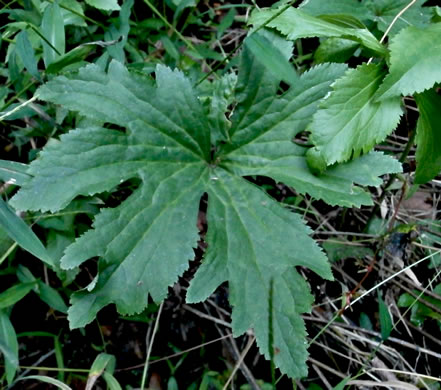 image of Trautvetteria caroliniensis, Carolina Tassel-rue, Carolina Bugbane, False Bugbane