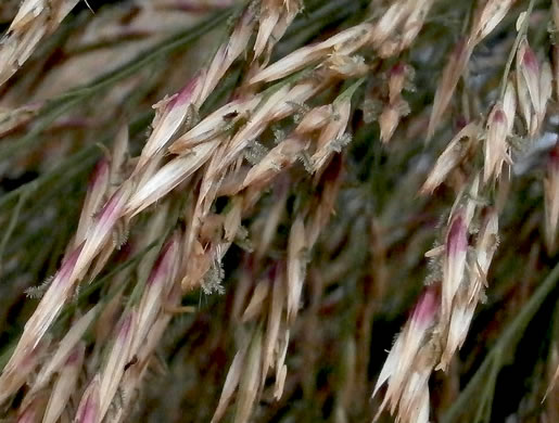 image of Arundo donax, Giant Reed