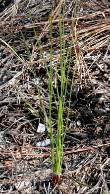 image of Pinus palustris, Longleaf Pine, Southern Pine