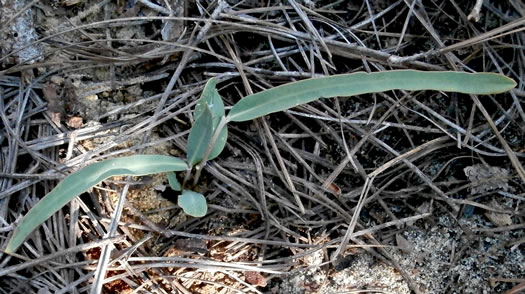 image of Euphorbia ipecacuanhae, Carolina Ipecac, Wild Ipecac, American Ipecac