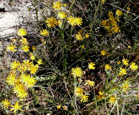 image of Chrysopsis gossypina, Woolly Goldenaster, Cottonleaf Goldenaster, Gossamer Goldenaster, Cottony Goldenaster