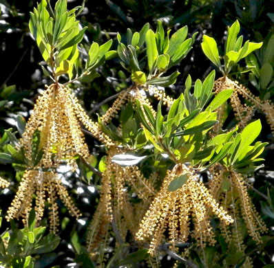 image of Cyrilla racemiflora, Titi, Swamp Cyrilla, Leatherwood