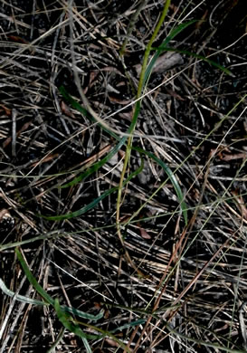 image of Gentiana autumnalis, Pinebarren Gentian, Autumn Gentian