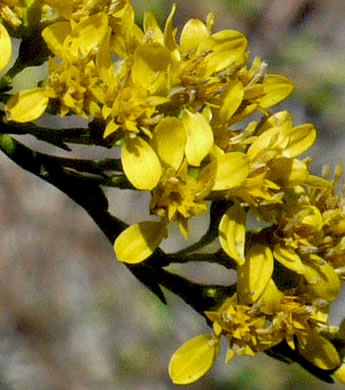 image of Solidago austrina, Piedmont Wand Goldenrod