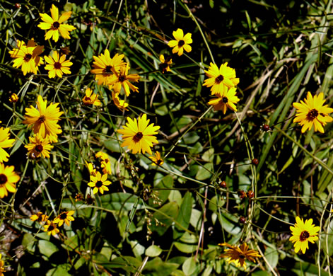 image of Coreopsis gladiata, Swamp Coreopsis, Swamp Tickseed, Seepage Coreopsis, Coastal Plain Tickseed