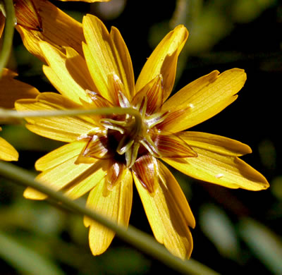 image of Coreopsis gladiata, Swamp Coreopsis, Swamp Tickseed, Seepage Coreopsis, Coastal Plain Tickseed