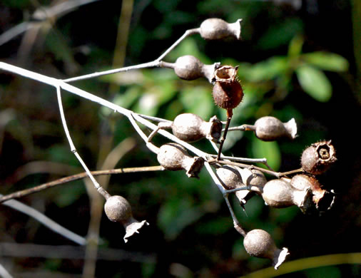 image of Rhexia alifanus, Smooth Meadowbeauty, Savanna Meadowbeauty