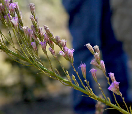 image of Liatris tenuifolia, Shortleaf Blazing-star, Shortleaf Gayfeather, Slender Blazing-star