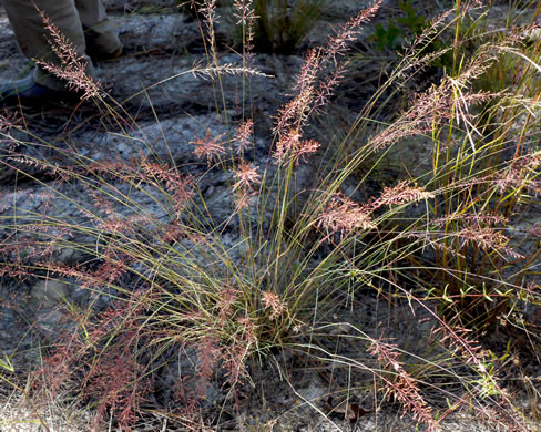 image of Sporobolus junceus, Sandhills Dropseed, Pineywoods Dropseed