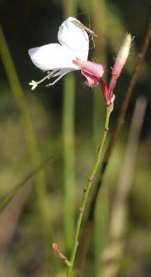 image of Oenothera filipes, Threadstalk Gaura, Slenderstalk Beeblossom