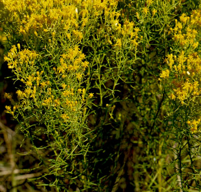 image of Euthamia caroliniana, Carolina Goldentop, Slender Flattop Goldenrod