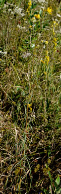 image of Helianthus angustifolius, Narrowleaf Sunflower, Swamp Sunflower