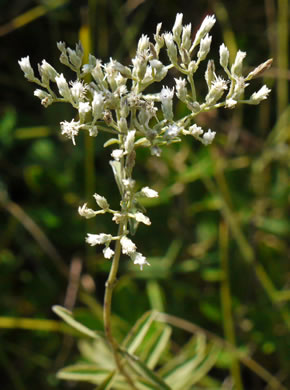 image of Eupatorium leucolepis, Savanna Eupatorium, Justiceweed, White-bracted Thoroughwort